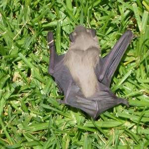 Bat Namibia