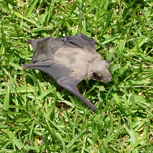 Bat Namibia