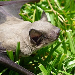 Bat Namibia