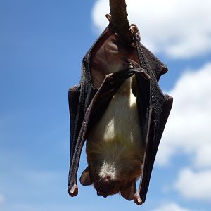 Bat Namibia