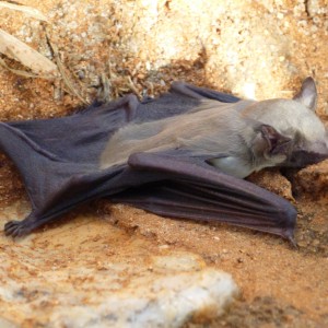 Bat Namibia