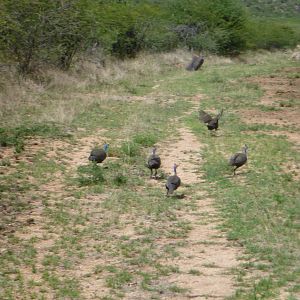 Guineafowls Namibia