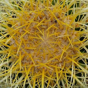 Cactus Namibia