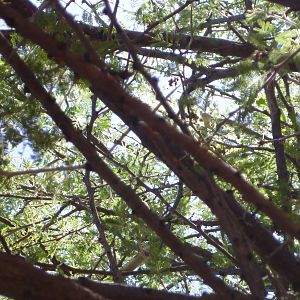 Boomslang Namibia (snake)