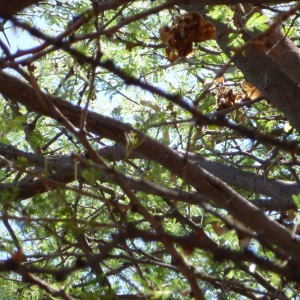 Boomslang Namibia (snake)