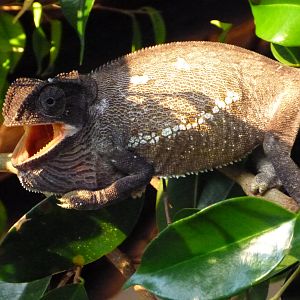 Chameleon Namibia