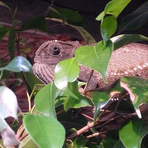 Chameleon Namibia