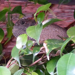 Chameleon Namibia