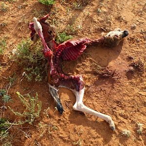 Young Blue Wildebeest Carcass