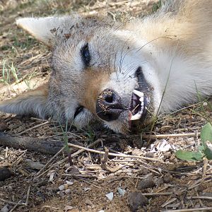 Black-backed Jackal Namibia