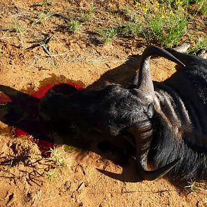 Cull Blue Wildebeest Namibia