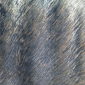 Blue Wildebeest Skin Namibia