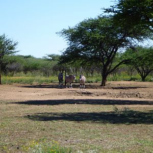 Gemsbok Namibia