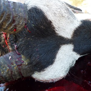 Cull Gemsbok Namibia