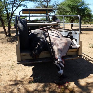 Cull Namibia