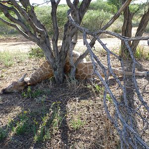 Dead Giraffe Namibia