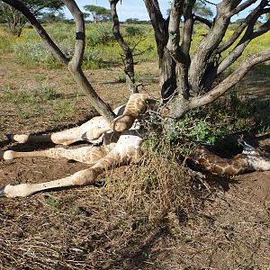 Dead Giraffe Namibia