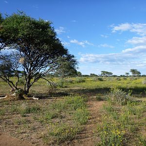 Dead Giraffe Namibia