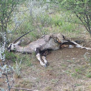 Dead Gemsbok Namibia