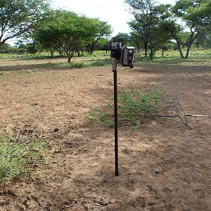 Trail Camera Namibia