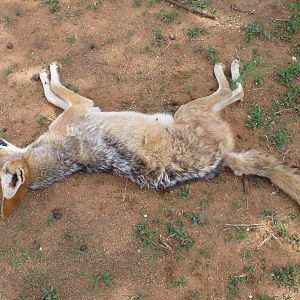 Black-backed Jackal Namibia