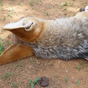 Black-backed Jackal Namibia