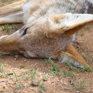 Black-backed Jackal Namibia