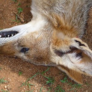 Black-backed Jackal Namibia