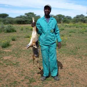 Black-backed Jackal Namibia