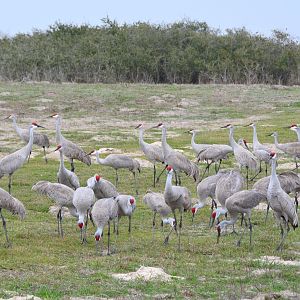 Sandhill Cranes - King Ranch Texas