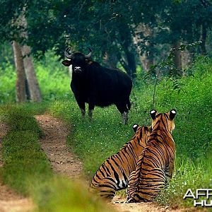 2 Tigers & a Gaur