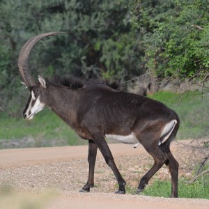 Namibia