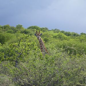 Giraffe Namibia