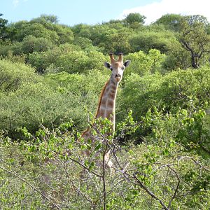 Giraffe Namibia