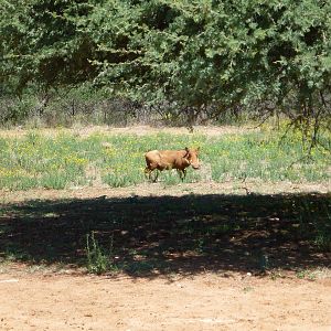 Warthog Namibia