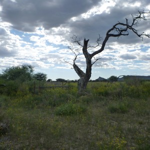 Cheetah trap by a favored play tree Namibia