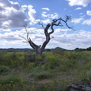 Cheetah trap by a favored play tree Namibia