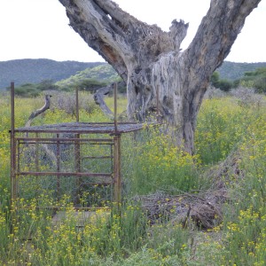 Cheetah trap by a favored play tree Namibia