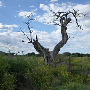 Cheetah trap by a favored play tree Namibia