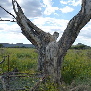 Cheetah trap by a favored play tree Namibia