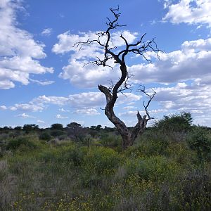 Cheetah trap by a favored play tree Namibia