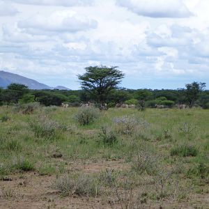 Zebra Namibia