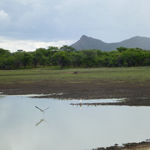 Waterbuck Namibia