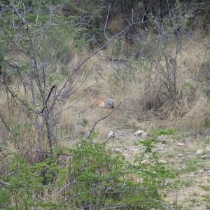 Damara Dik-dik Namibia