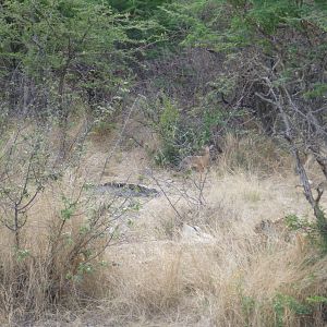 Damara Dik-dik Namibia