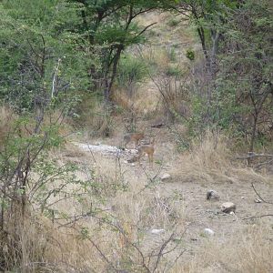 Damara Dik-dik Namibia