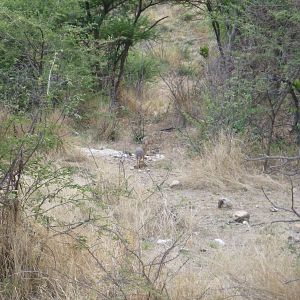 Damara Dik-dik Namibia