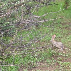 Hare Namibia