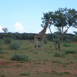 Giraffe Namibia