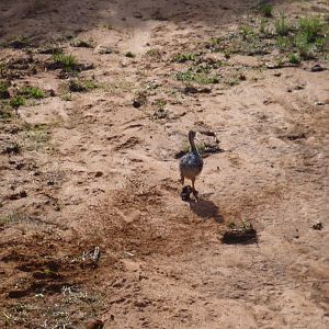 Baby Ostrich Namibia